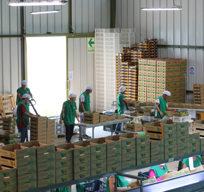 Línea de empaquetado de paltas